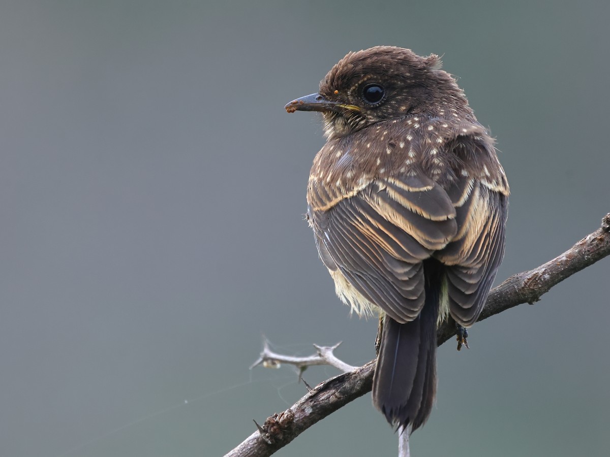 Pied Bushchat - ML620704271