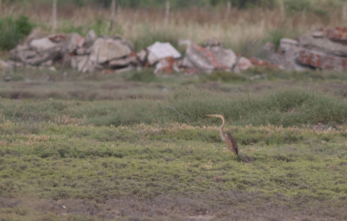 Purple Heron - ML620704273