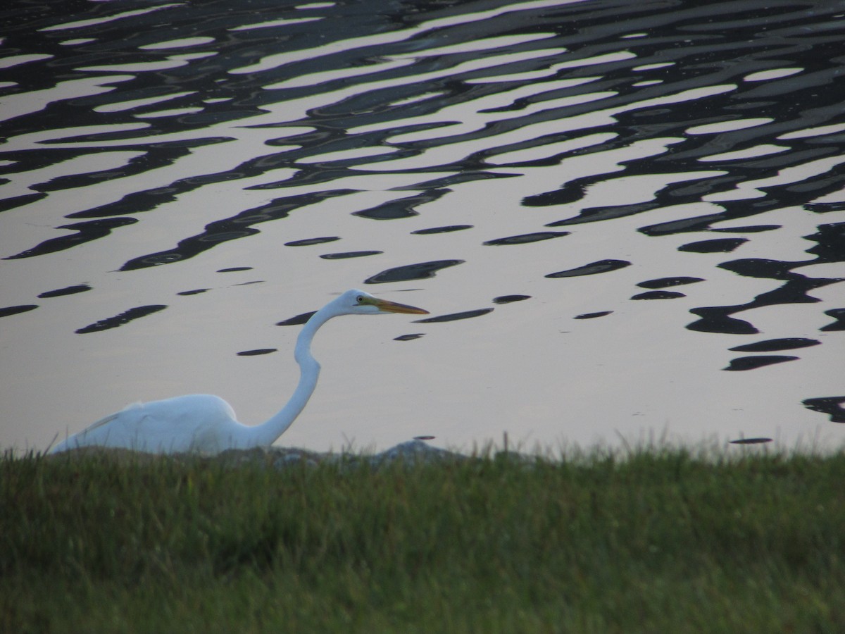 Great Egret - ML620704279