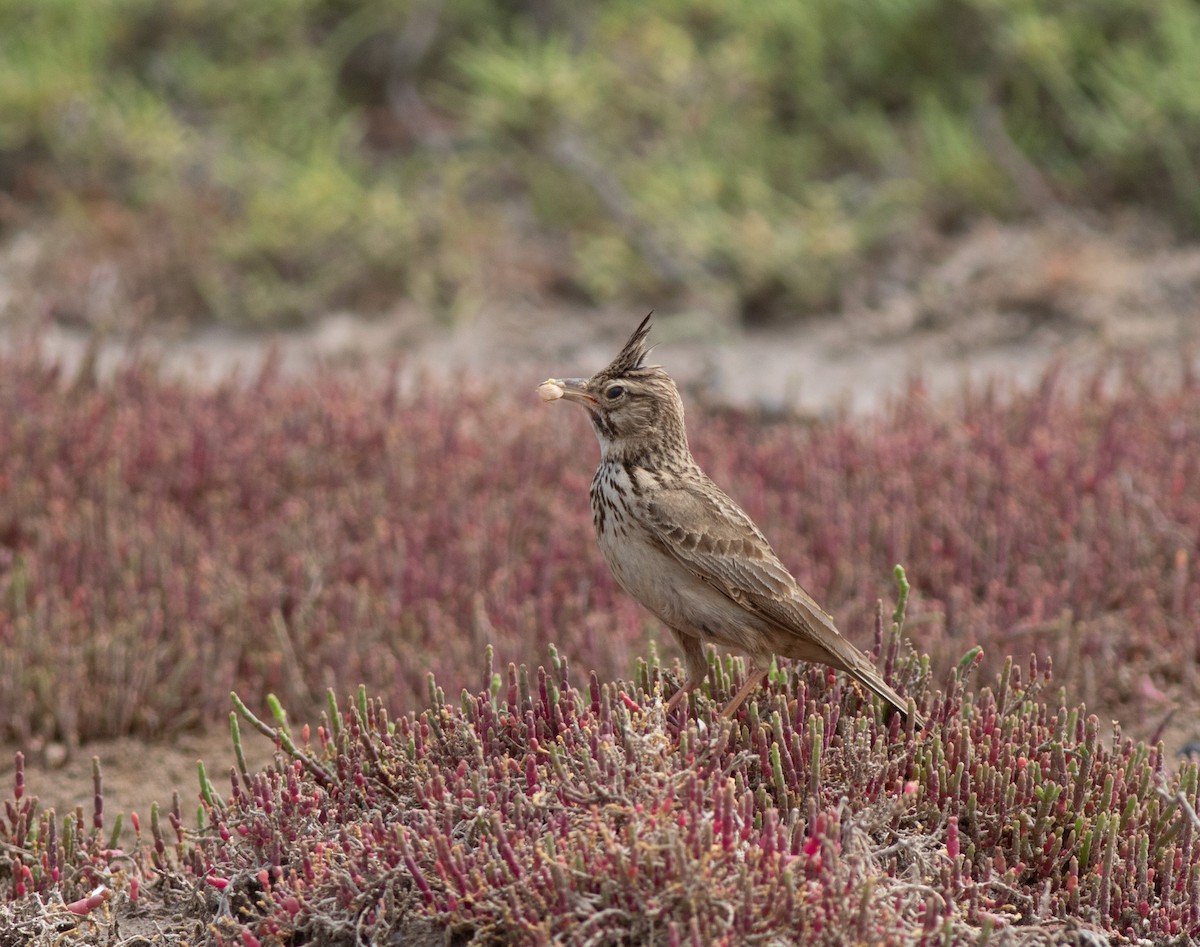 Crested Lark - ML620704287