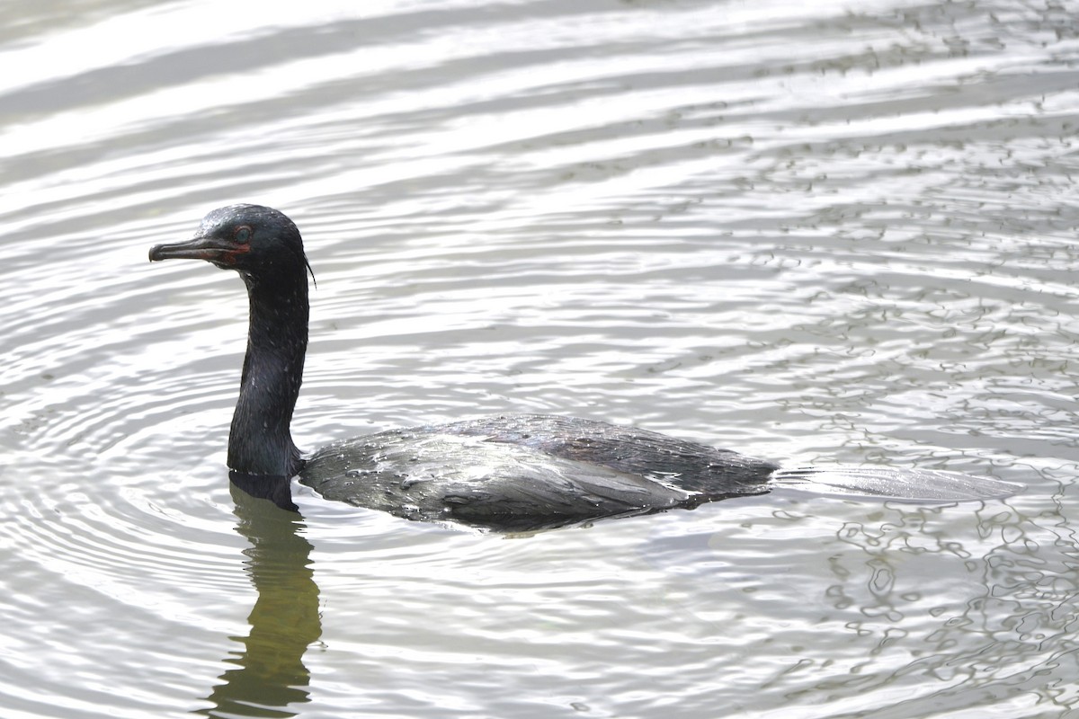 Cormorán Pelágico - ML620704288