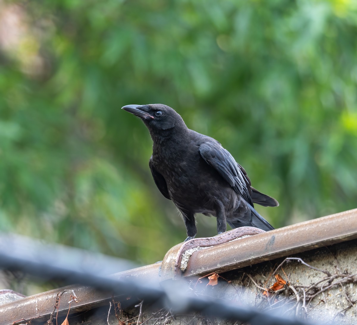 American Crow - ML620704295