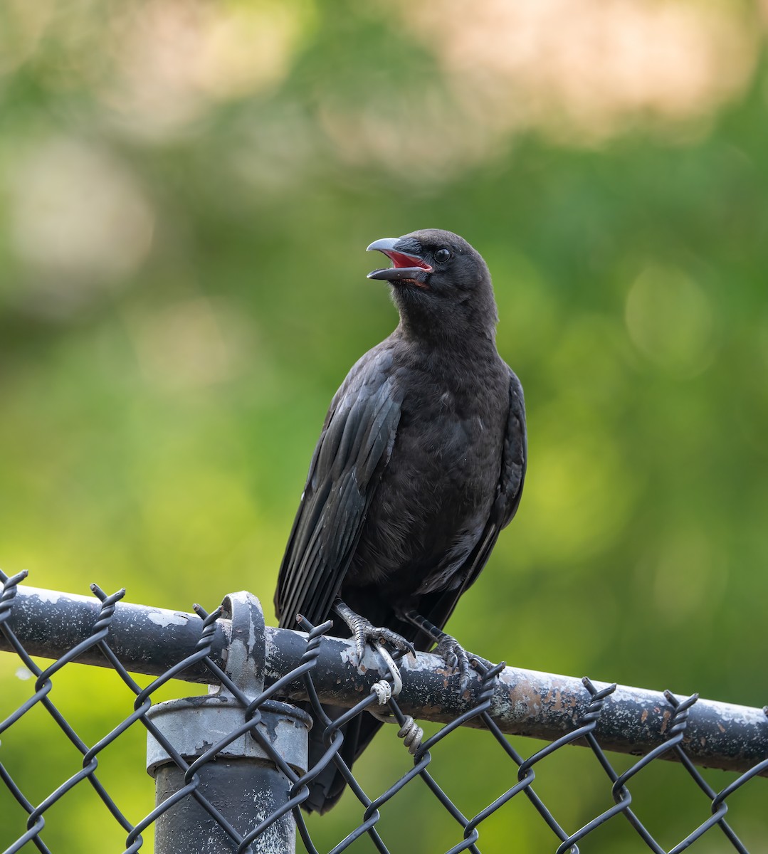 American Crow - ML620704297