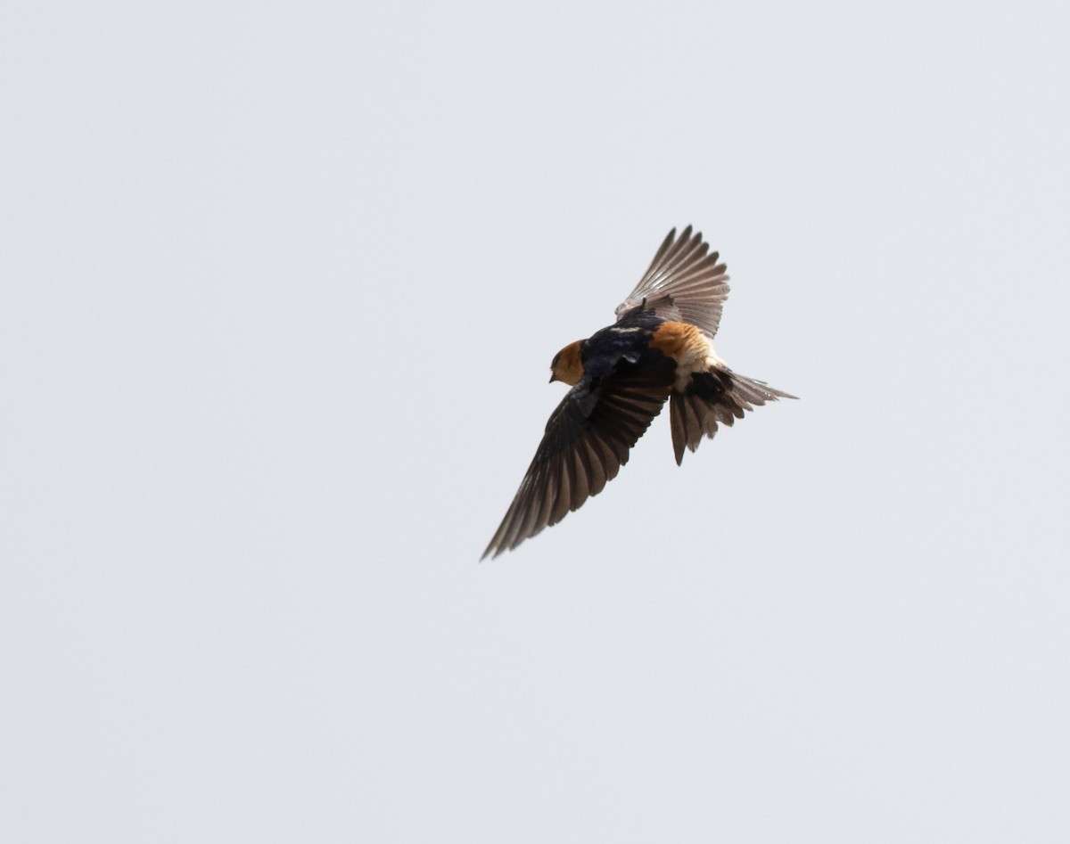 Red-rumped Swallow - ML620704301