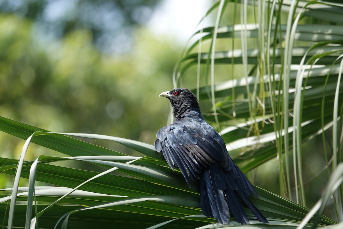 Asian Koel - ML620704302