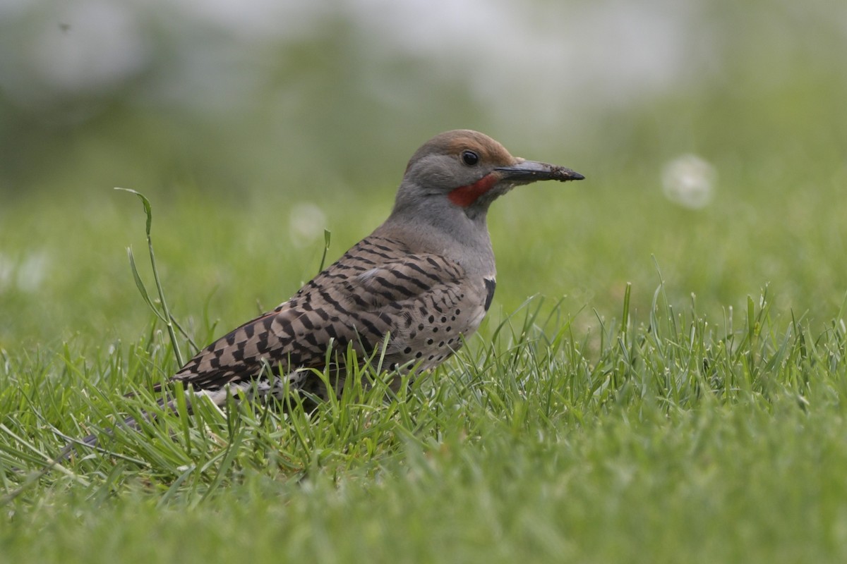 Northern Flicker - ML620704303