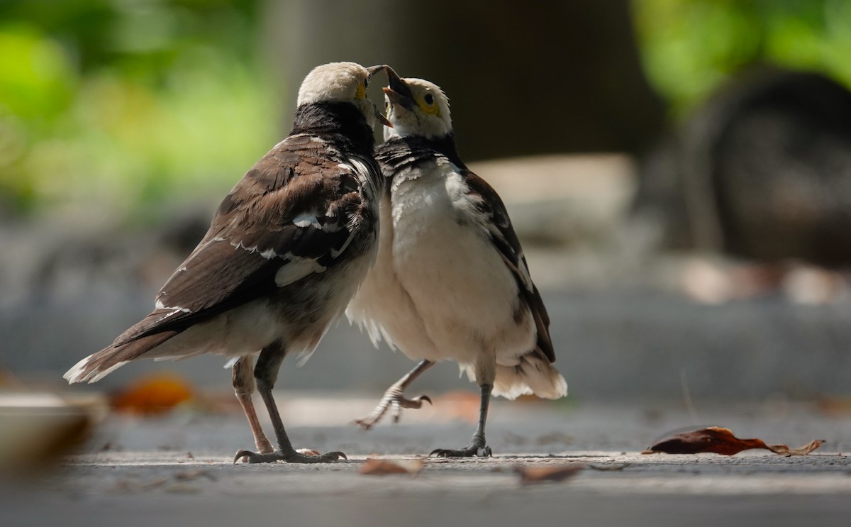 Black-collared Starling - ML620704305