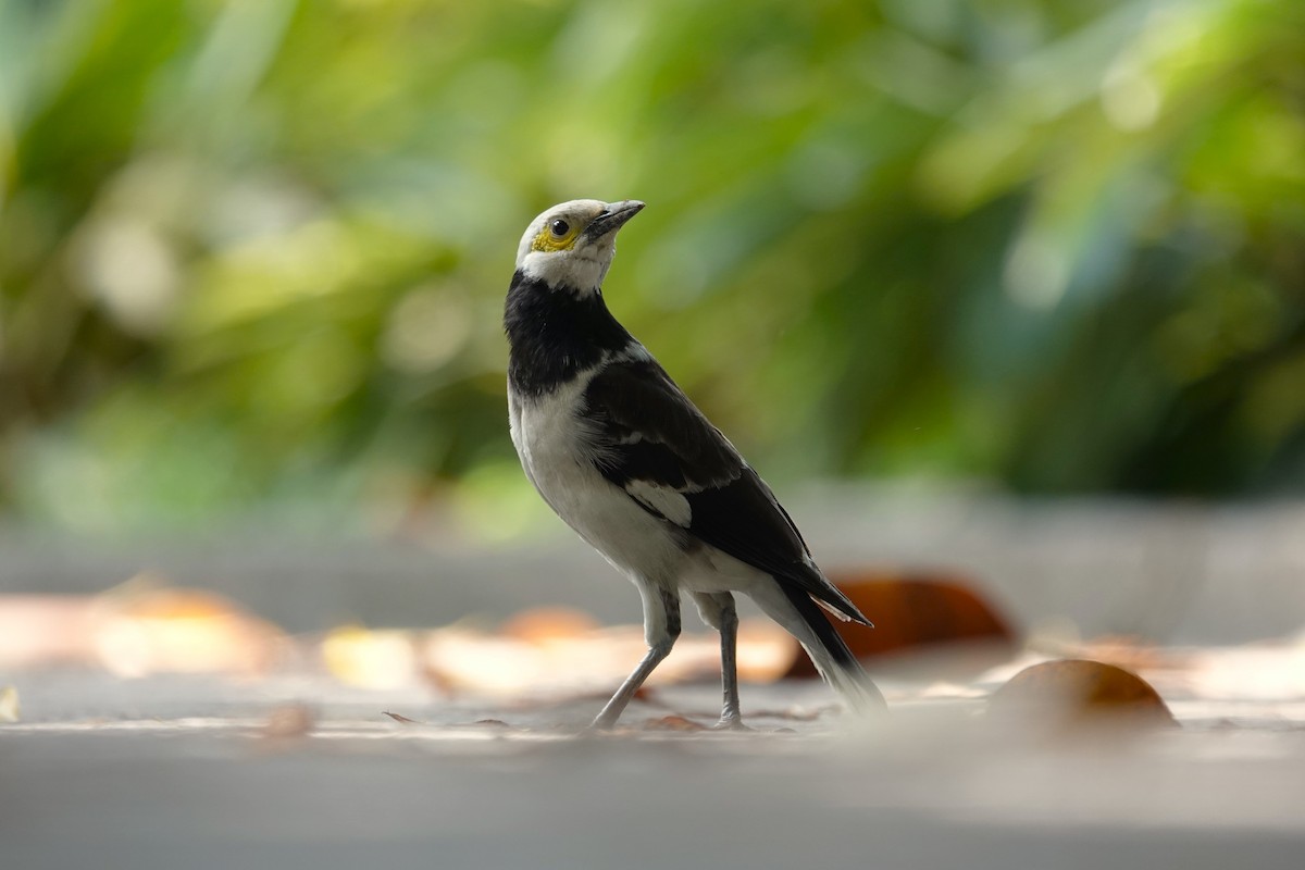 Black-collared Starling - ML620704306