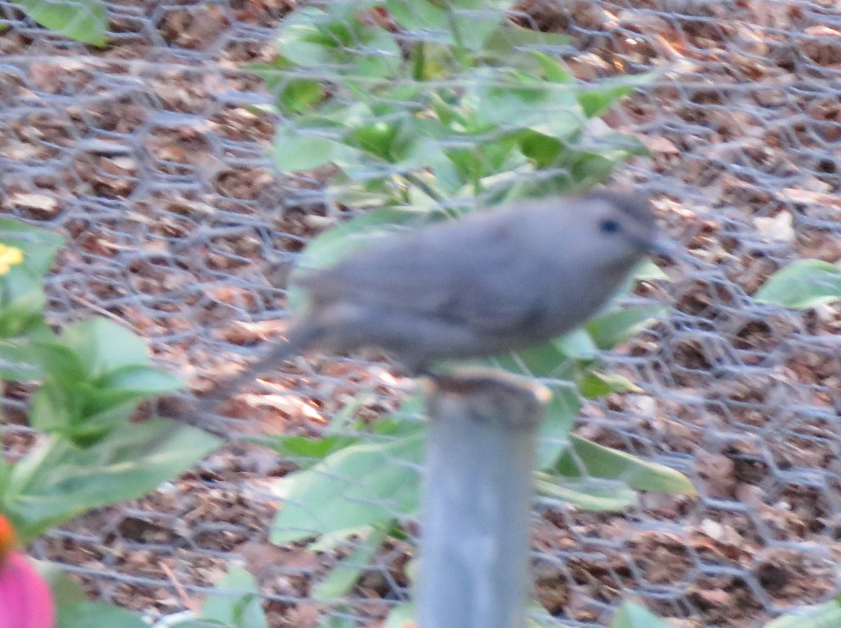 ימימן אמריקני - ML620704307