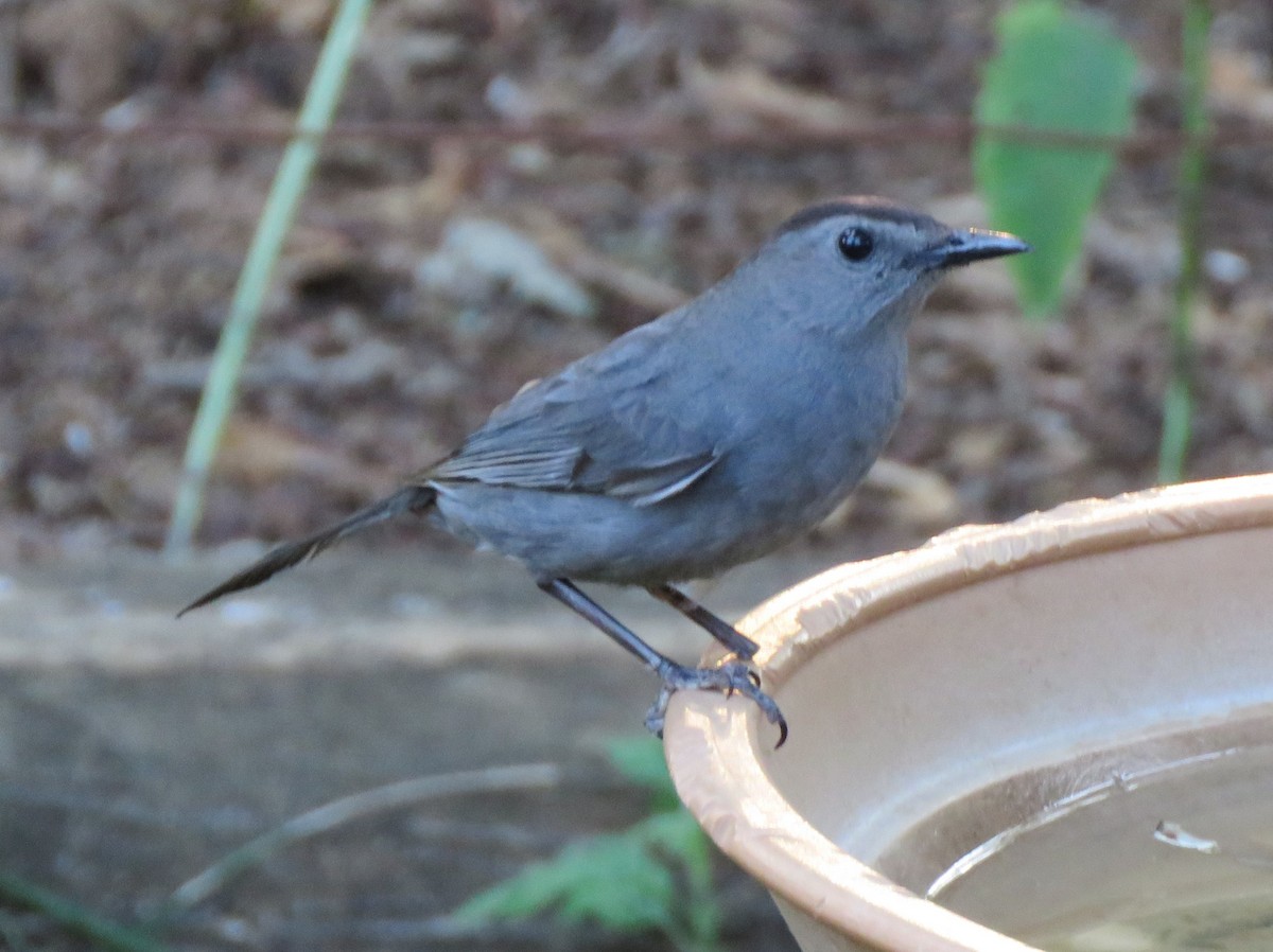 Gray Catbird - ML620704308