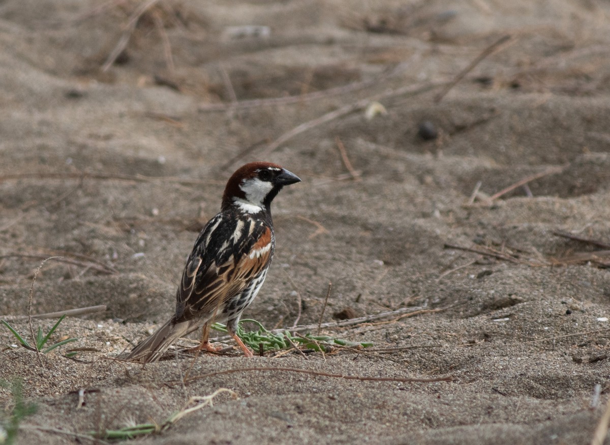 Spanish Sparrow - ML620704310