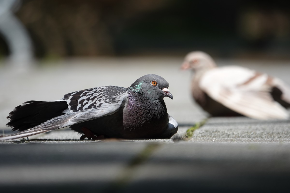 Rock Pigeon (Feral Pigeon) - ML620704311