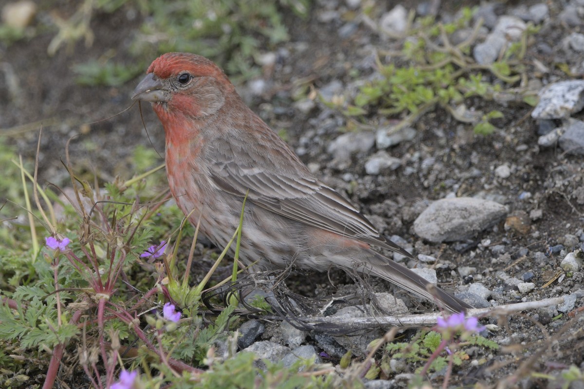 House Finch - ML620704313