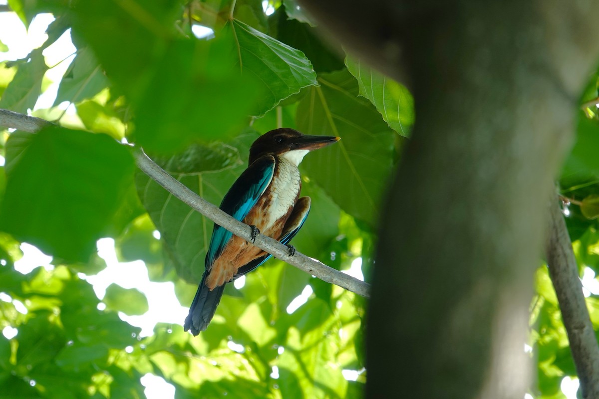 White-throated Kingfisher - ML620704314