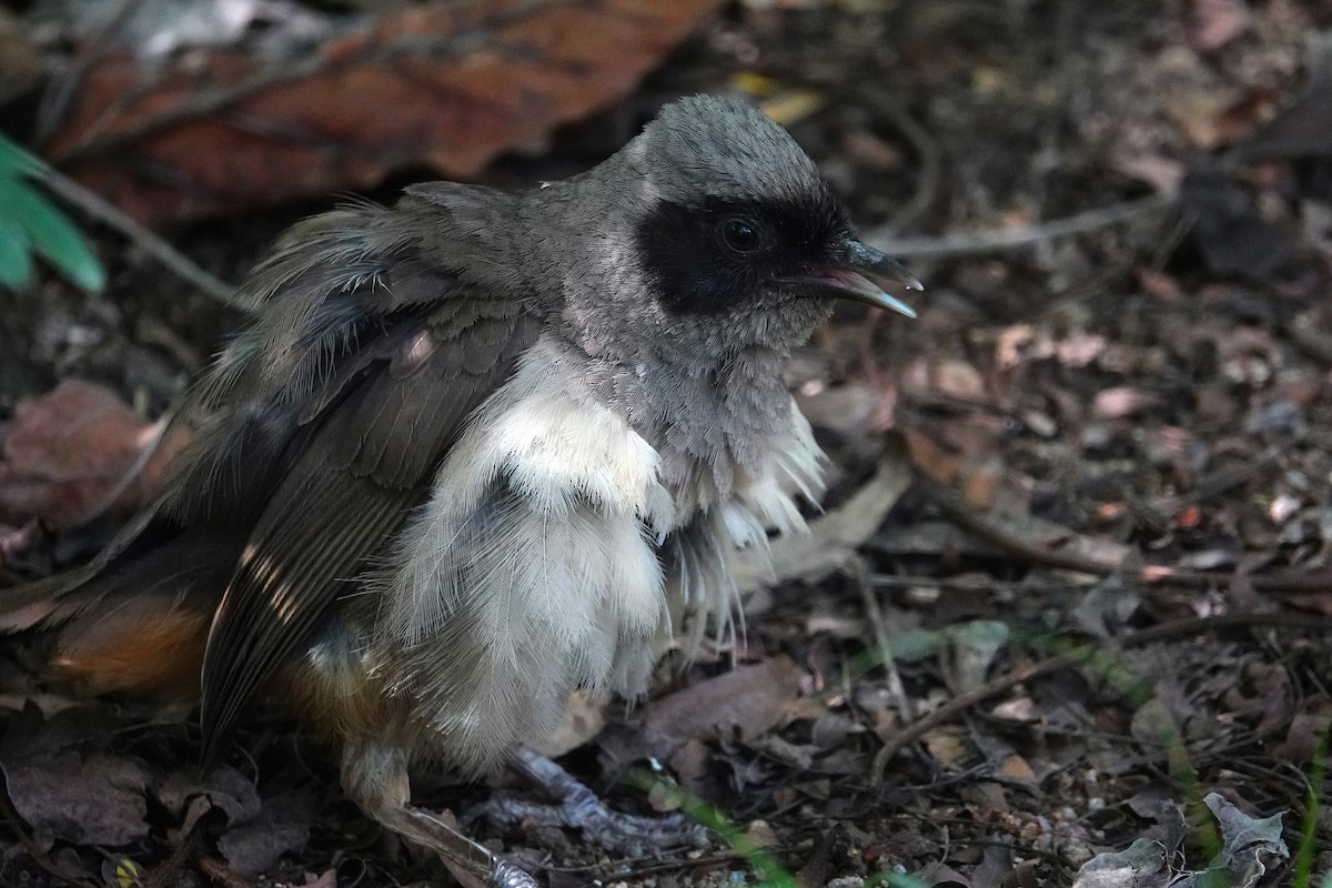 Masked Laughingthrush - ML620704315