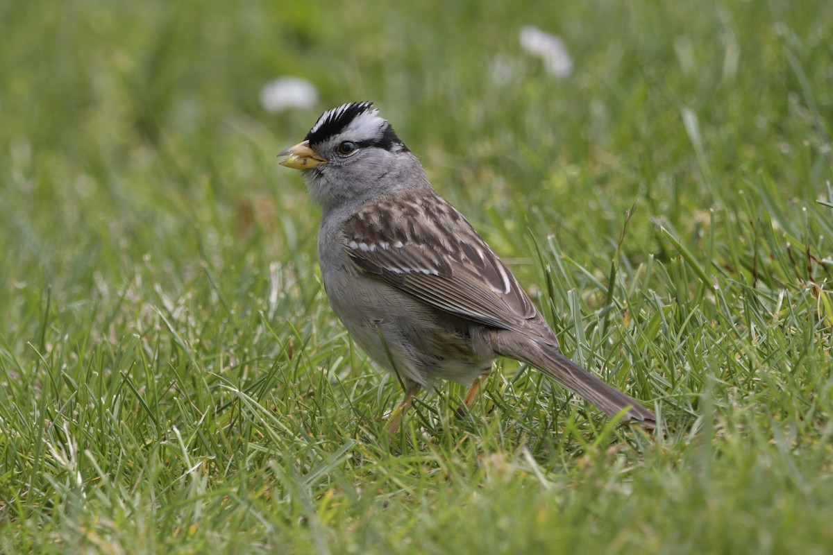 White-crowned Sparrow - ML620704316