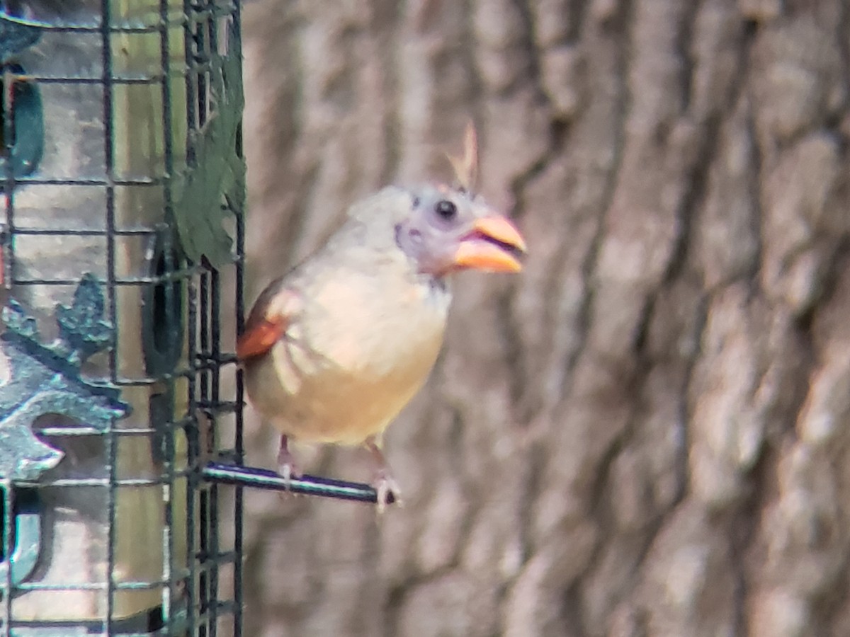 Northern Cardinal - ML620704319