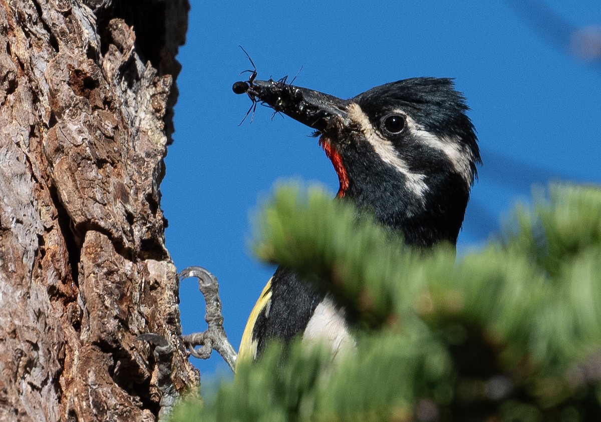 Williamson's Sapsucker - ML620704320