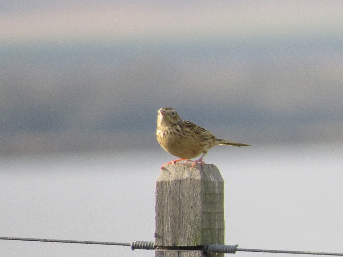 Hellmayr's Pipit - ML620704321