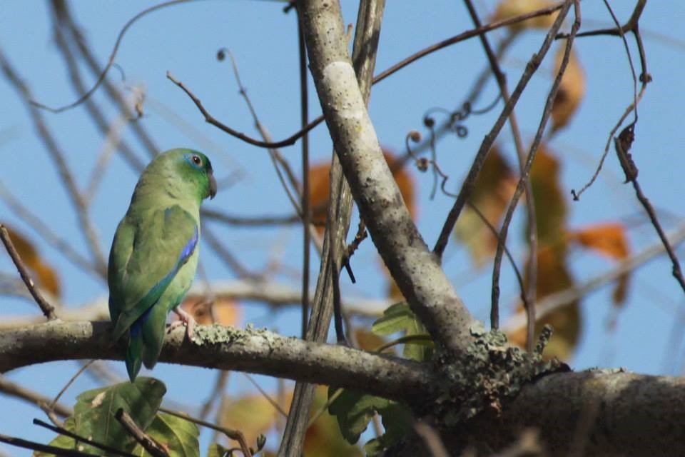 Spectacled Parrotlet - ML620704330