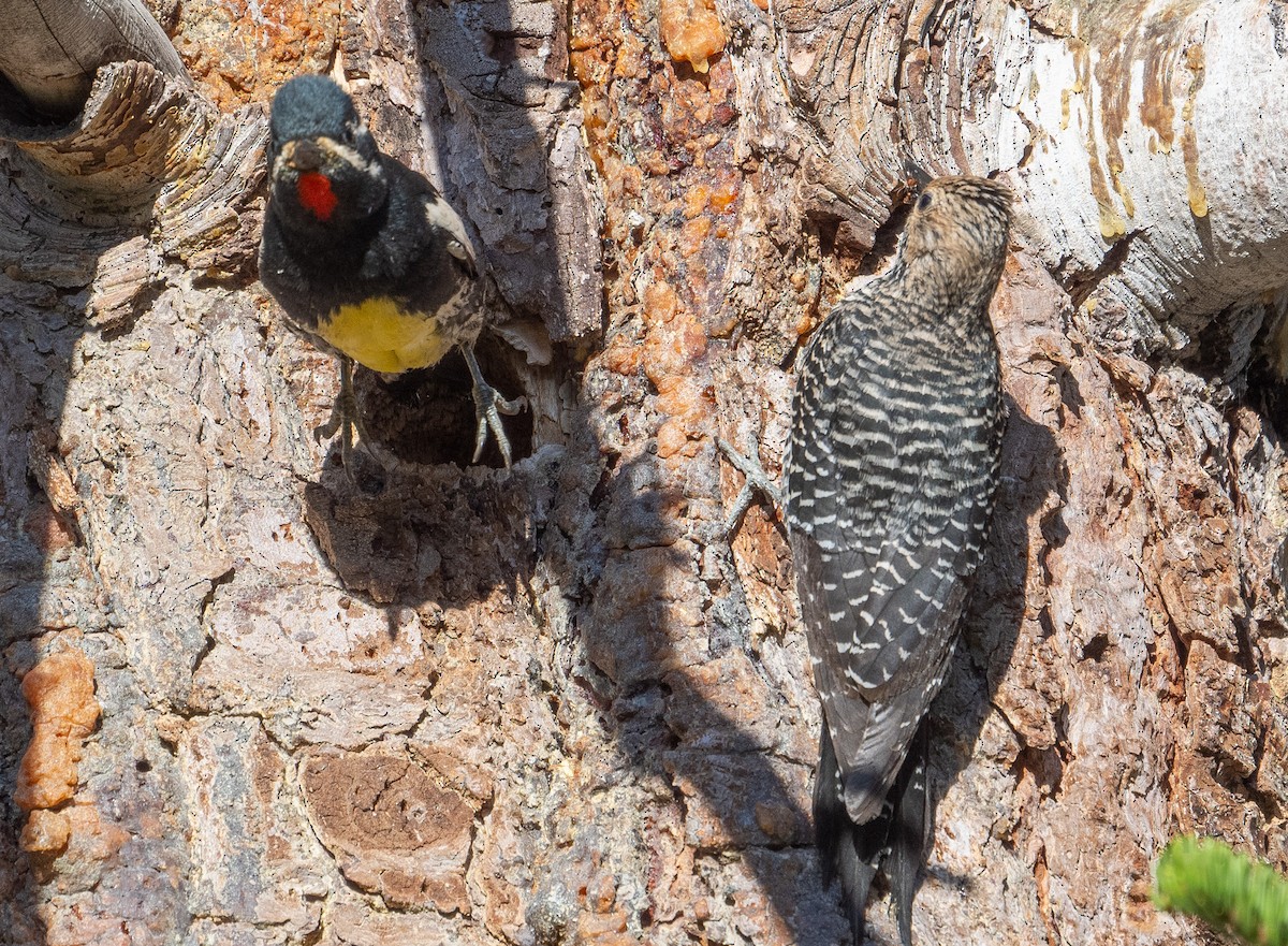 Williamson's Sapsucker - ML620704331