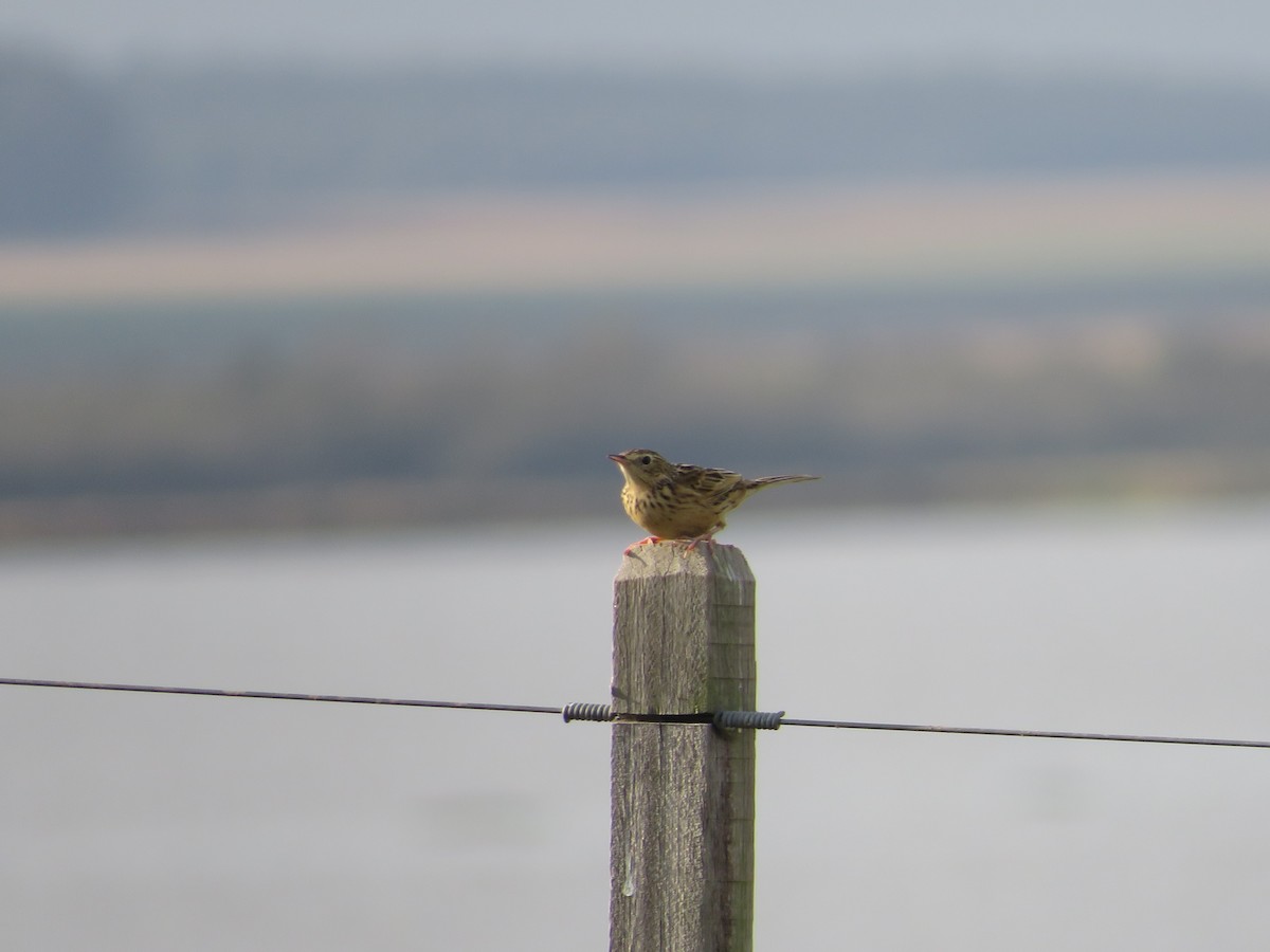 Hellmayr's Pipit - ML620704332