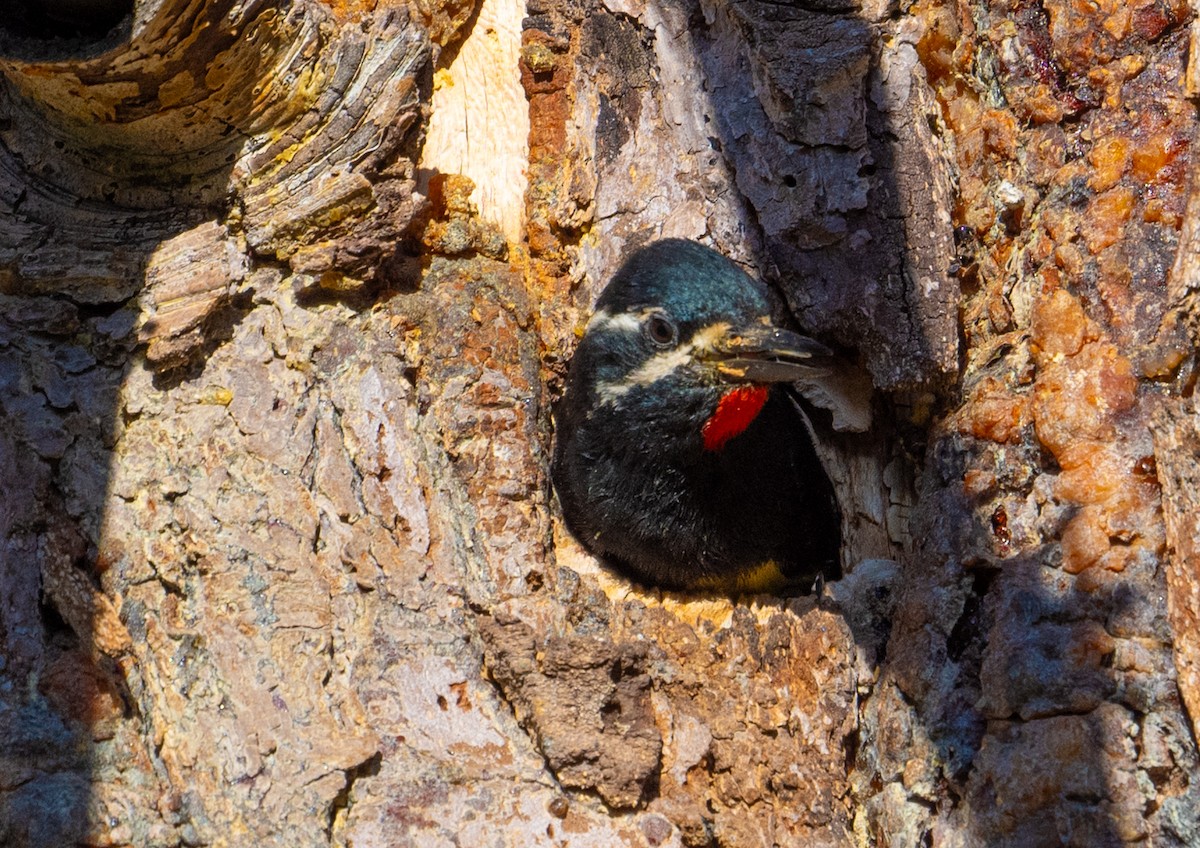 Williamson's Sapsucker - ML620704334