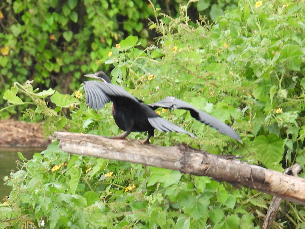 anhinga africká - ML620704336