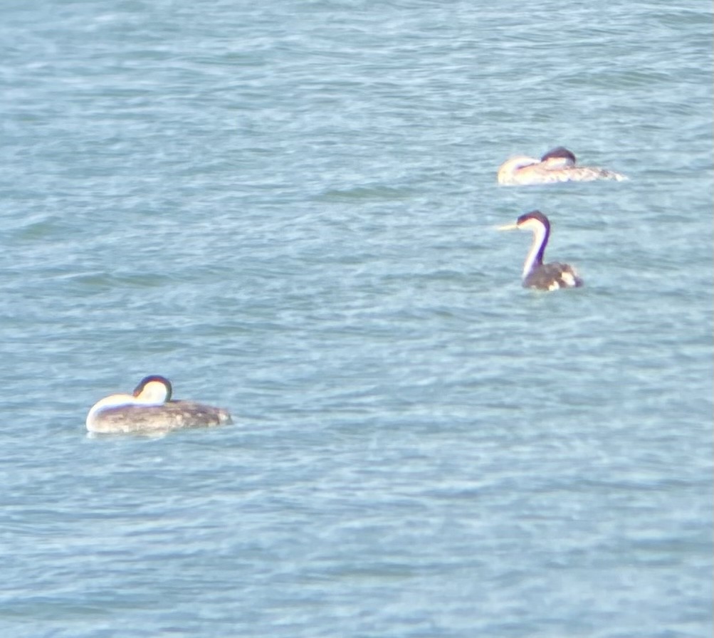 Western Grebe - ML620704341