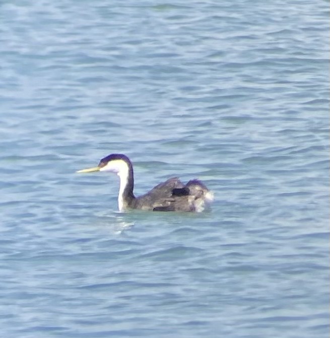 Western Grebe - ML620704342