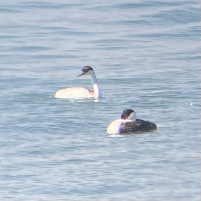 Western Grebe - ML620704343