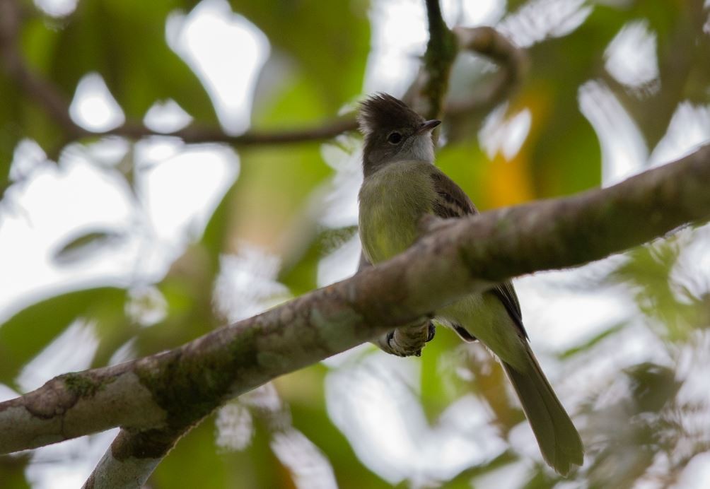 Yellow-bellied Elaenia - ML620704348