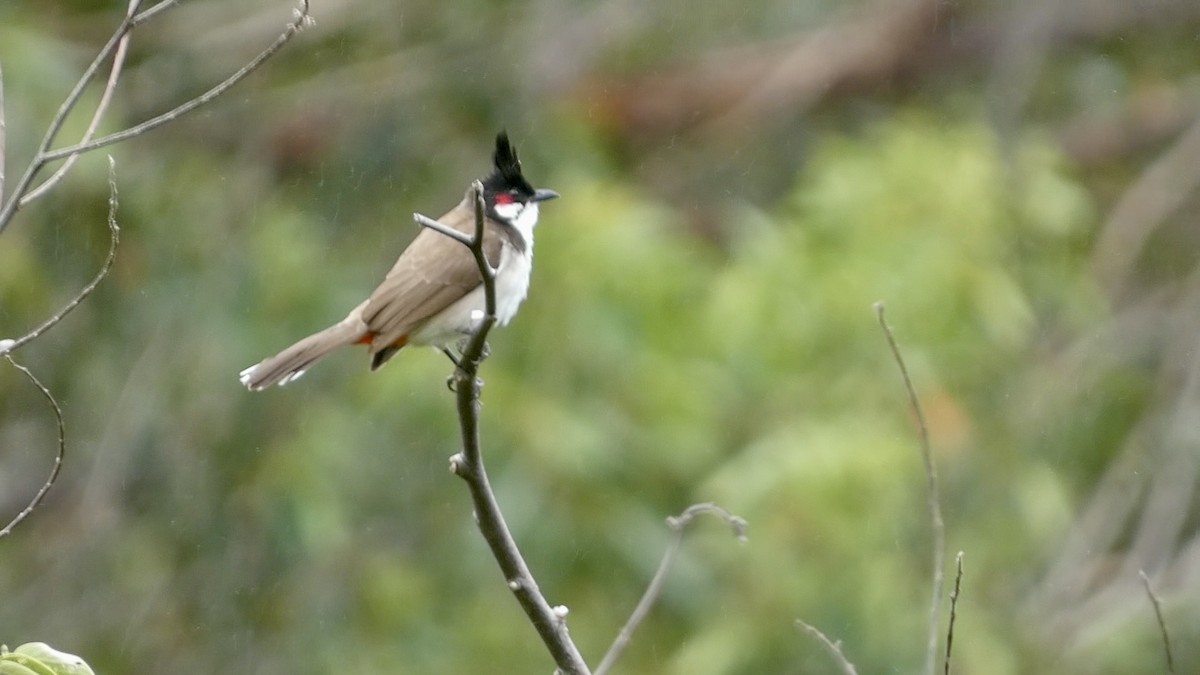 Red-whiskered Bulbul - ML620704362