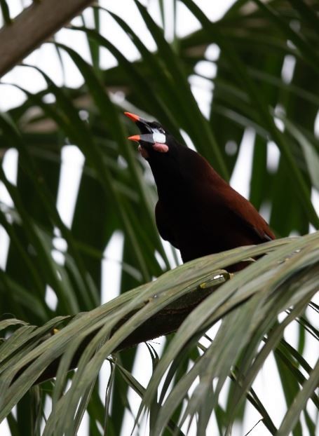 Montezuma Oropendola - Wei TAN