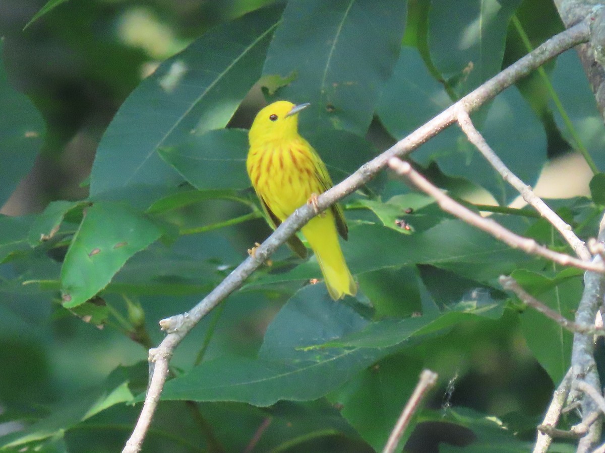 Paruline jaune - ML620704364