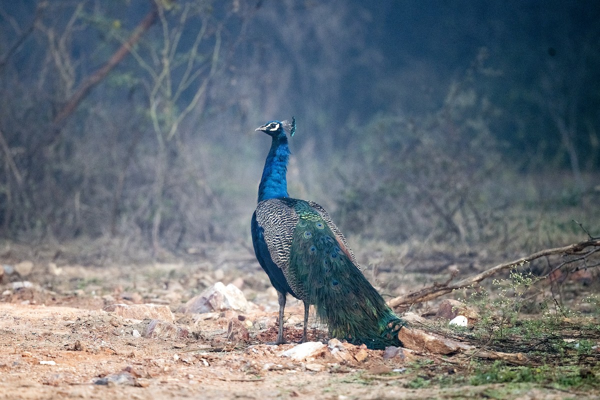 Indian Peafowl - ML620704365