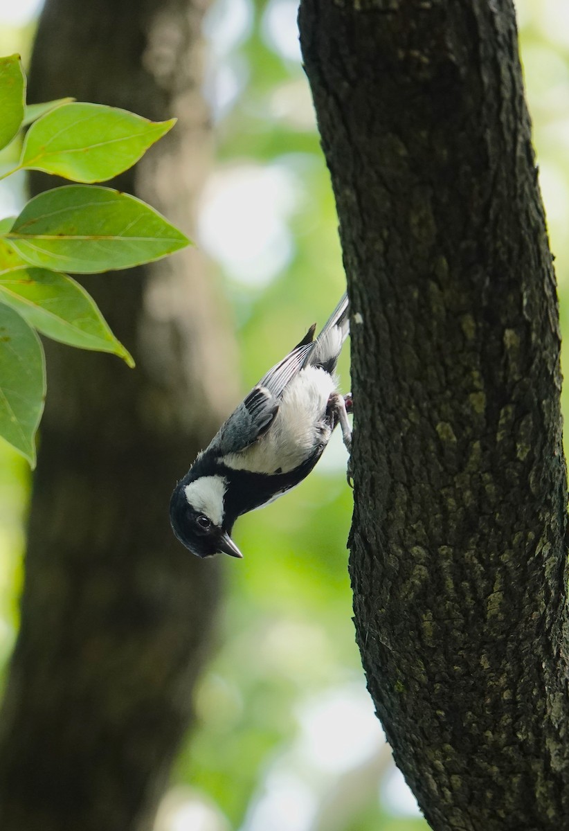 Japanese Tit (commixtus) - ML620704367