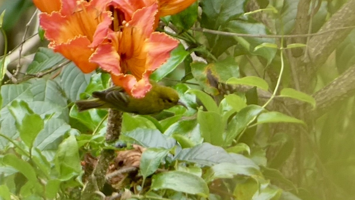 Oahu-Amakihikleidervogel - ML620704368