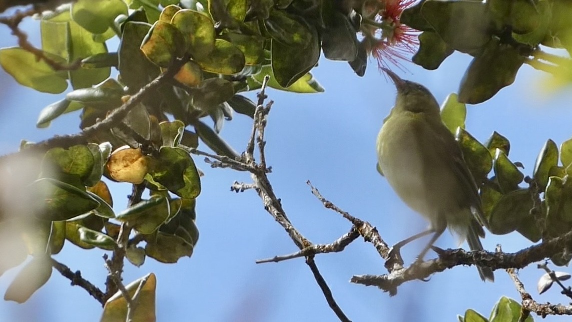 Oahu-Amakihikleidervogel - ML620704369