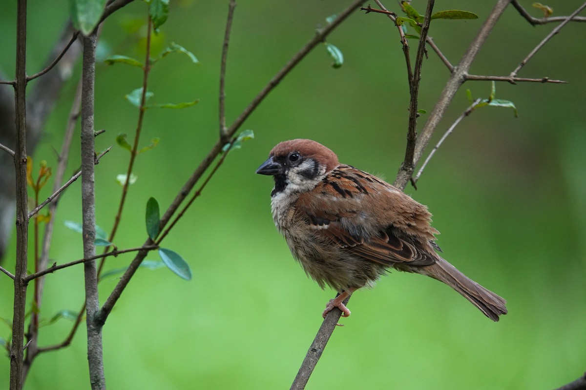 Eurasian Tree Sparrow - ML620704370