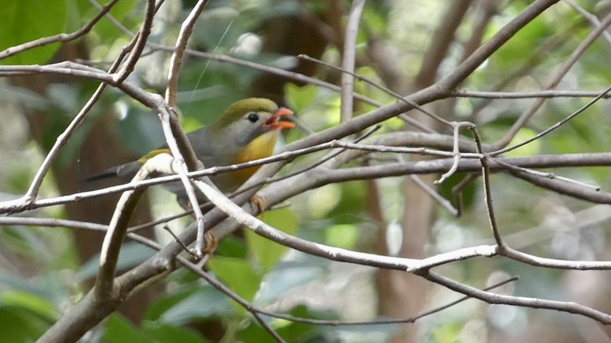 Red-billed Leiothrix - ML620704371