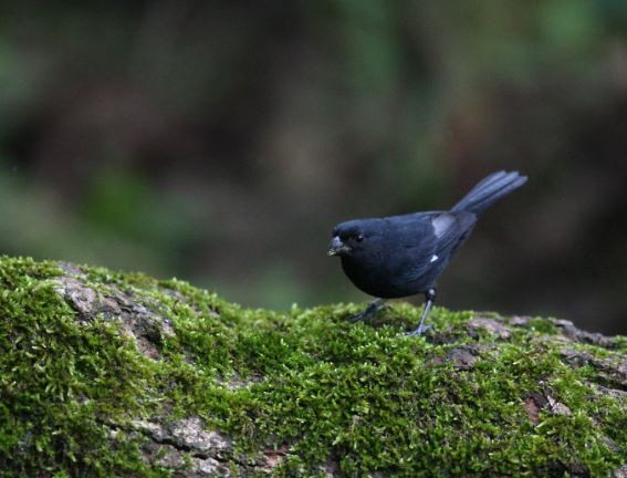 Variable Seedeater - ML620704372