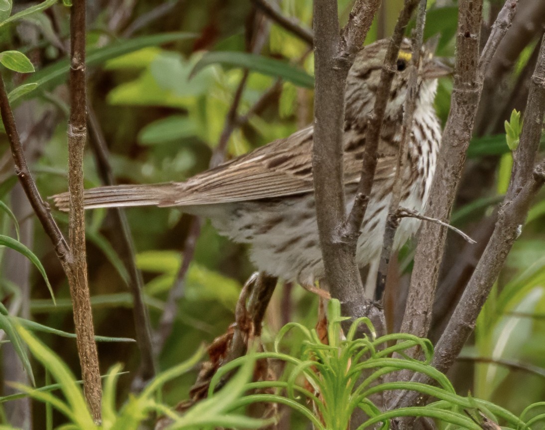 Savannah Sparrow (Savannah) - ML620704375