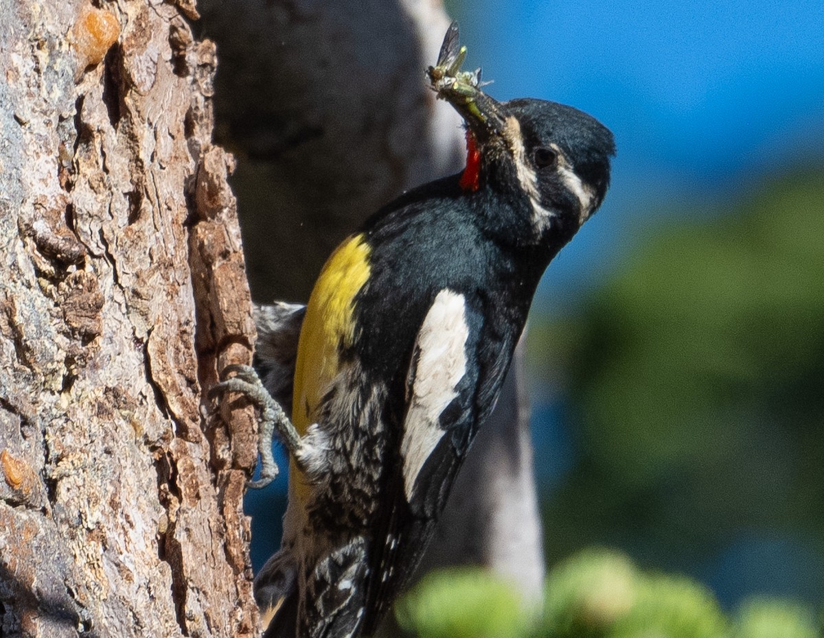 Williamson's Sapsucker - Mark Rauzon