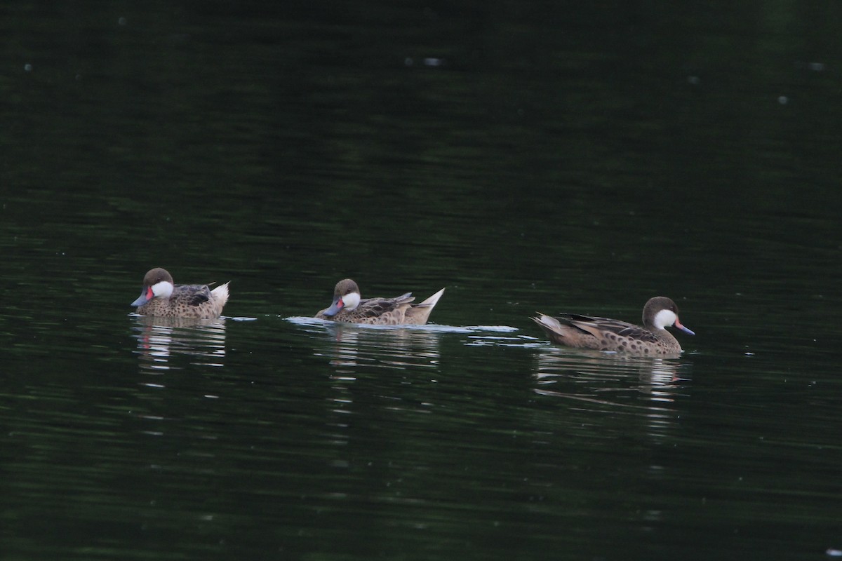 White-cheeked Pintail - ML620704378