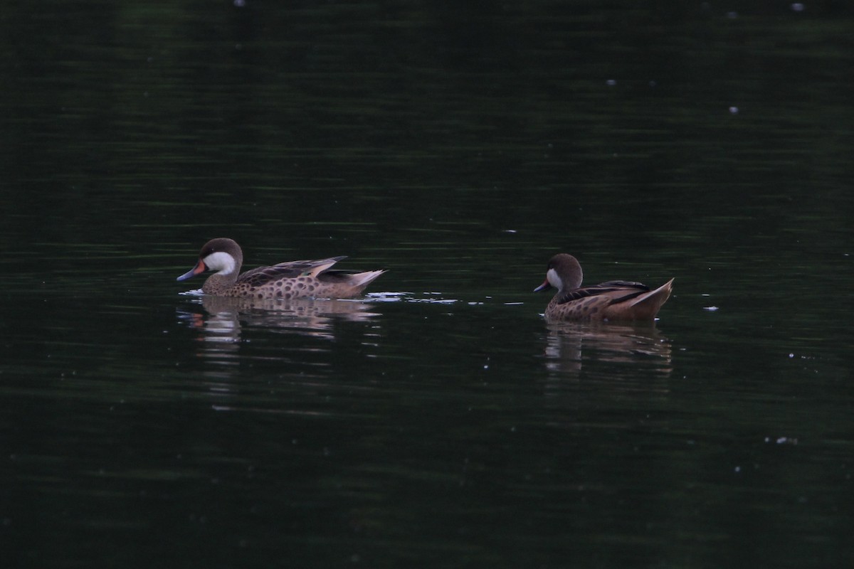 White-cheeked Pintail - ML620704379