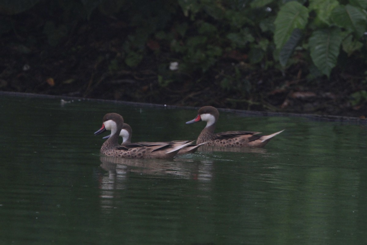 White-cheeked Pintail - ML620704380