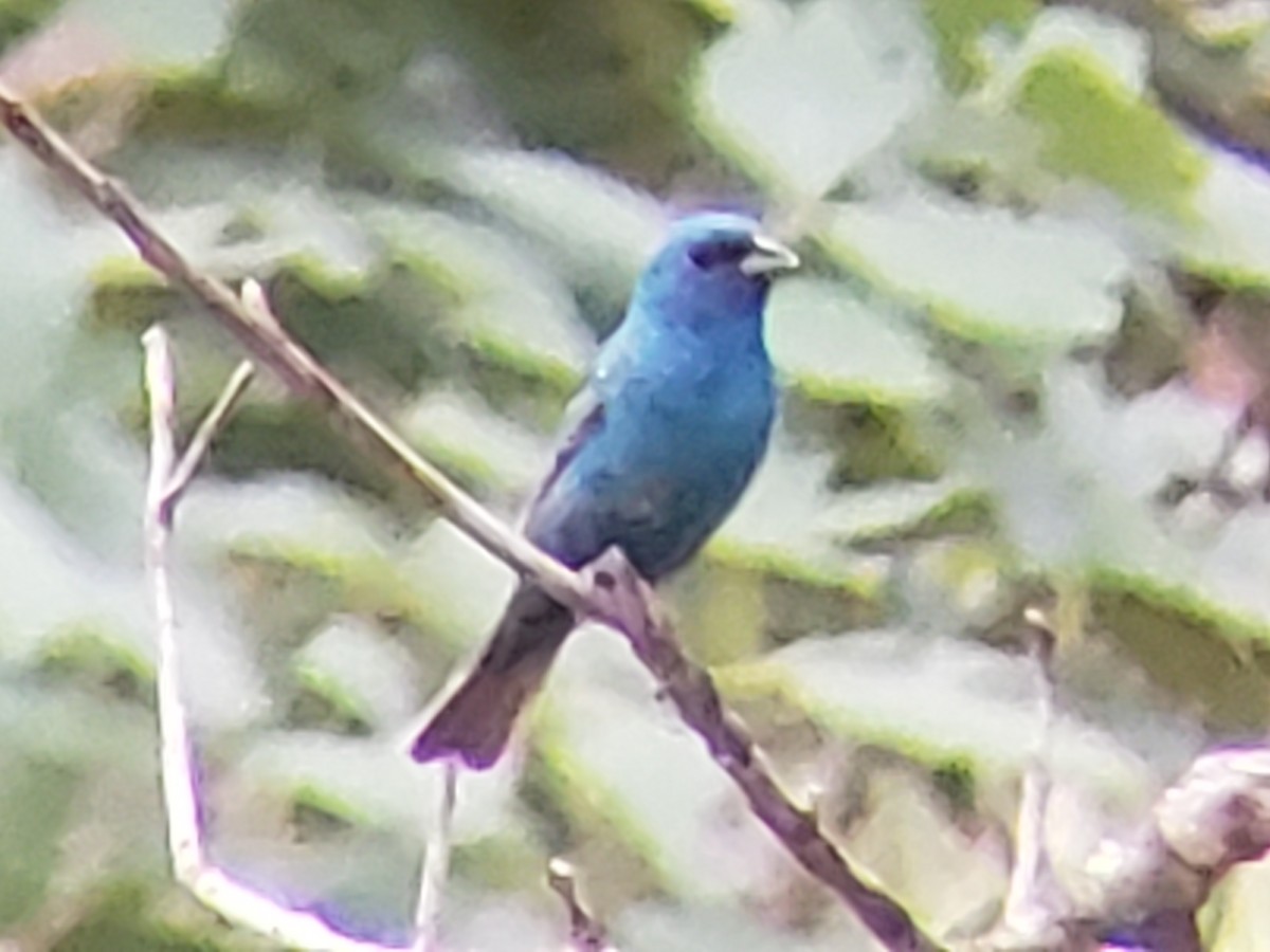 Indigo Bunting - ML620704382