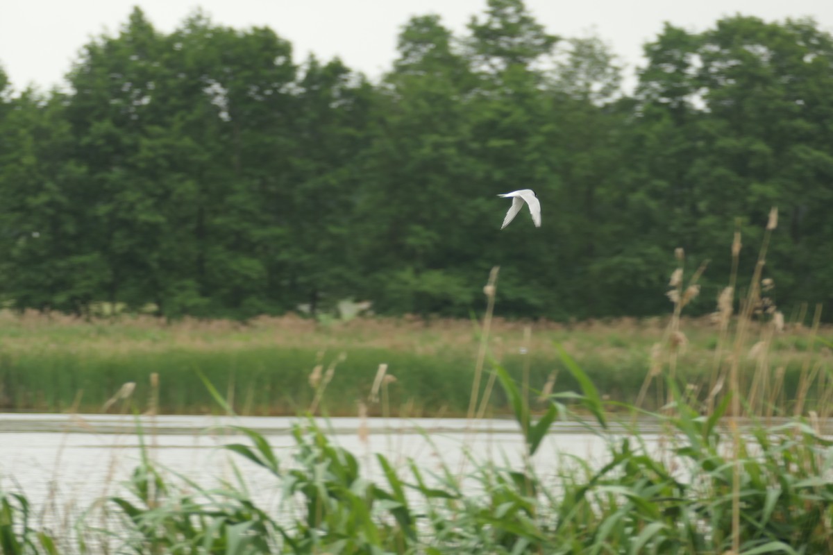 Little Tern - ML620704383