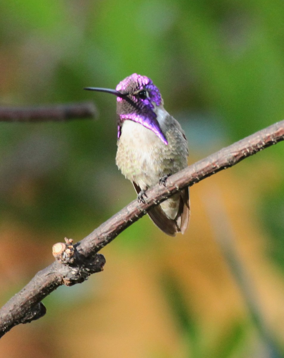 Colibrí de Costa - ML620704385